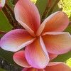 plumeriaspring2